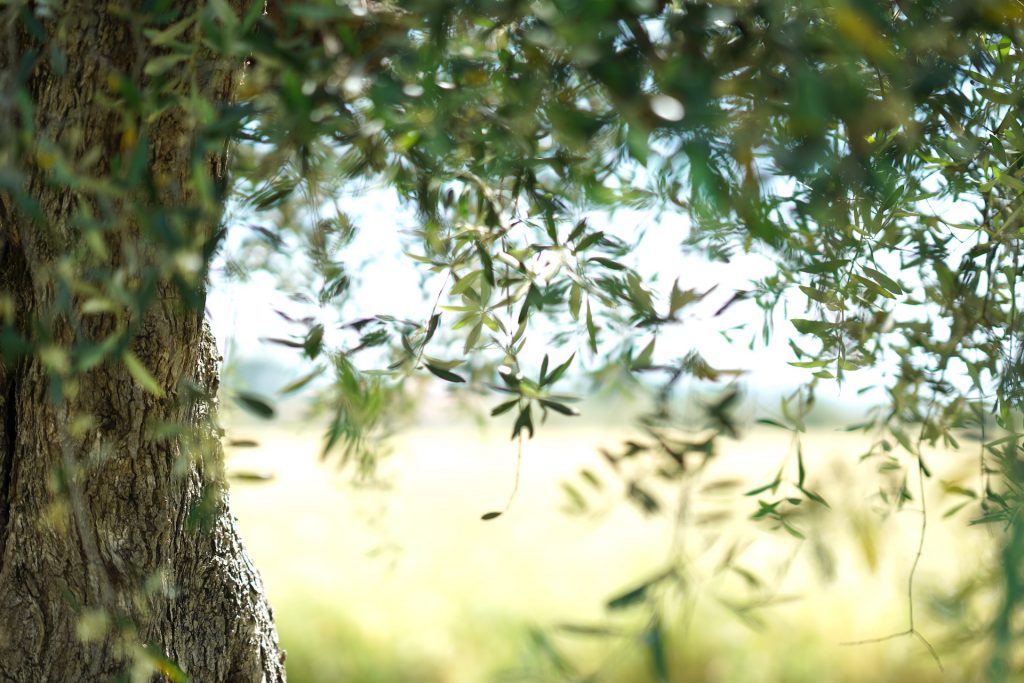 Podere San Lorenzo Olive Tree